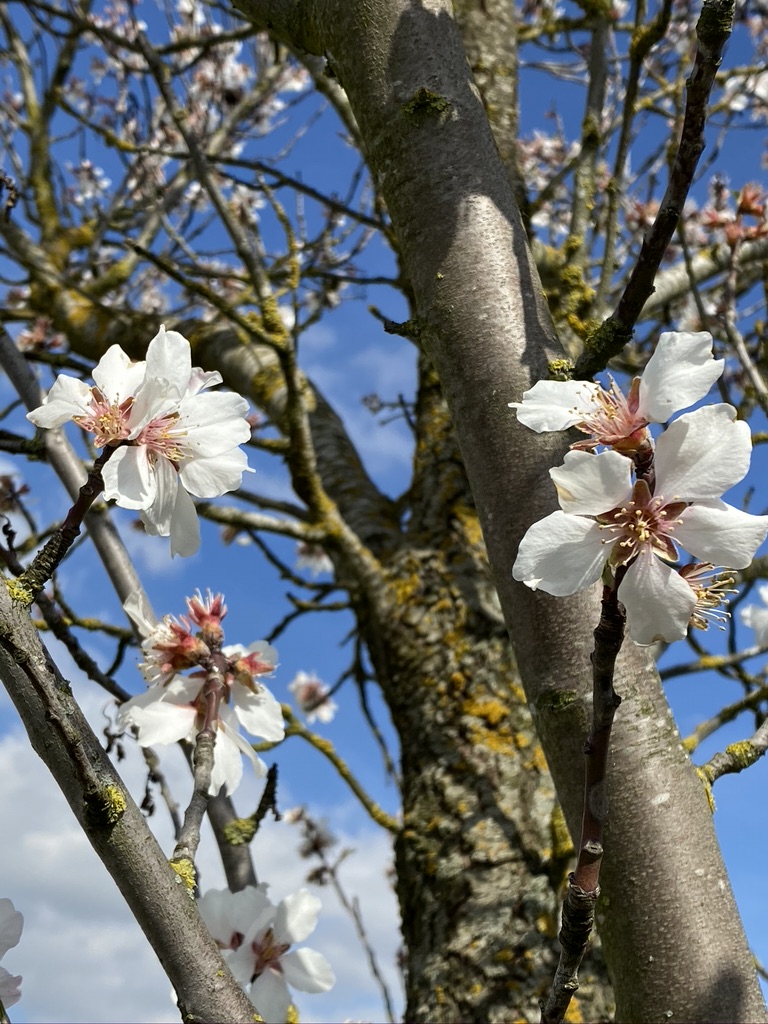 Der Frühling kommt