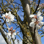 Der Frühling kommt