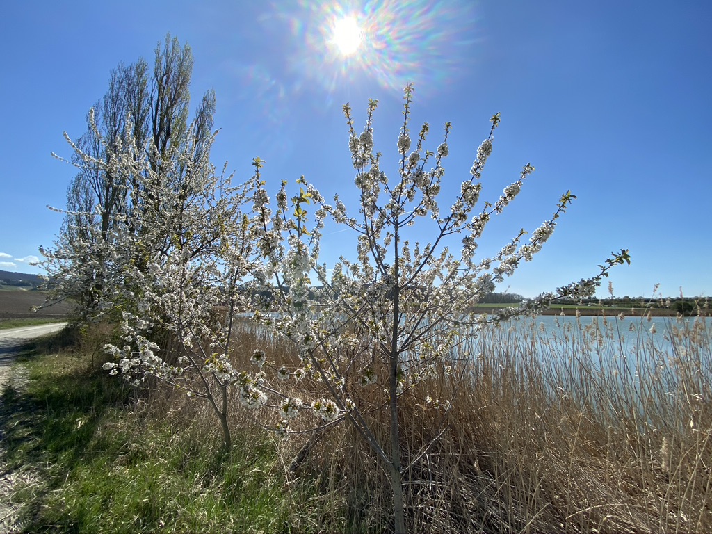 See bei Dingolshausen 2